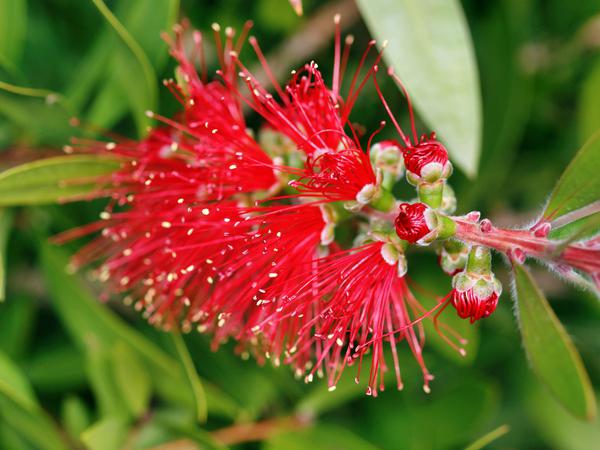 https://lemis.nyc3.digitaloceanspaces.com/grog/Photos/20120514/small/Callistemon-4.jpeg