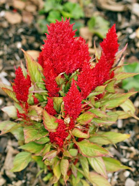 https://lemis.nyc3.digitaloceanspaces.com/grog/Photos/20120514/small/Celosia.jpeg