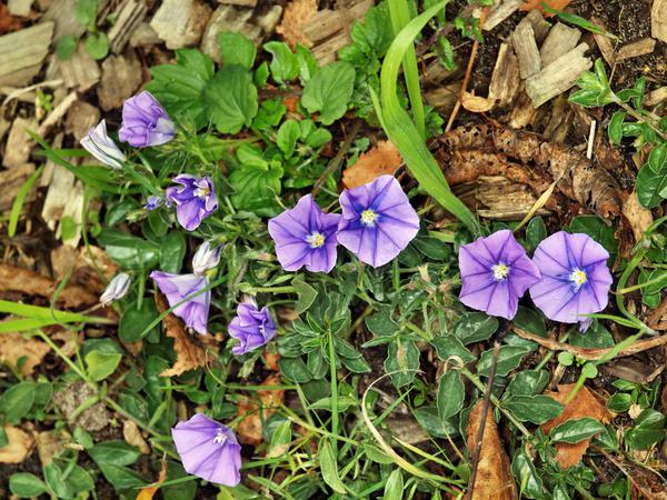 https://lemis.nyc3.digitaloceanspaces.com/grog/Photos/20120514/small/Convolvulus.jpeg