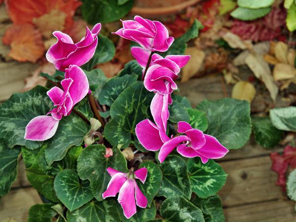 https://lemis.nyc3.digitaloceanspaces.com/grog/Photos/20120514/small/Cyclamen-2.jpeg