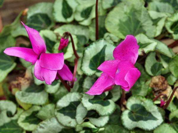 https://lemis.nyc3.digitaloceanspaces.com/grog/Photos/20120514/small/Cyclamen-4.jpeg