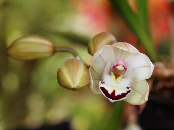 https://lemis.nyc3.digitaloceanspaces.com/grog/Photos/20120514/small/Cymbidium-1.jpeg