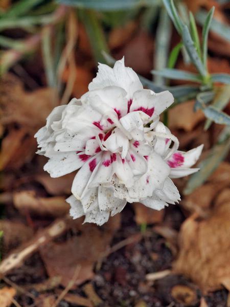 https://lemis.nyc3.digitaloceanspaces.com/grog/Photos/20120514/small/Dianthus.jpeg