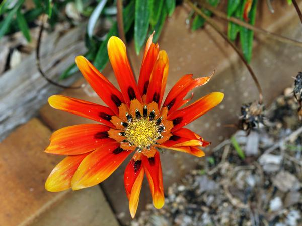 https://lemis.nyc3.digitaloceanspaces.com/grog/Photos/20120514/small/Gazania-1.jpeg