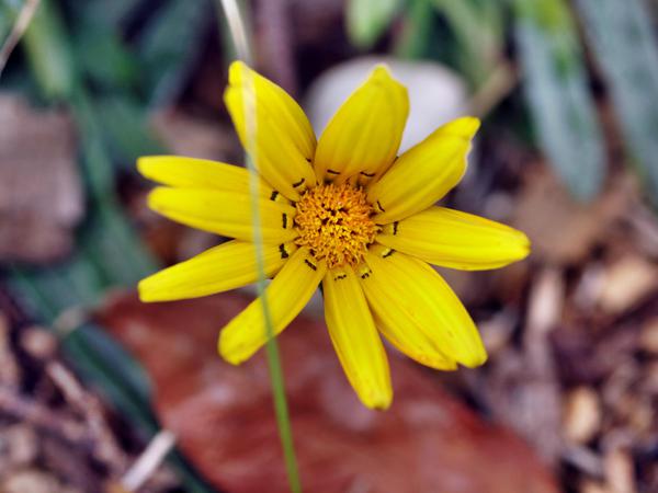 https://lemis.nyc3.digitaloceanspaces.com/grog/Photos/20120514/small/Gazania-2.jpeg