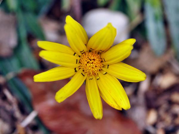 https://lemis.nyc3.digitaloceanspaces.com/grog/Photos/20120514/small/Gazania-3.jpeg