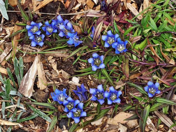 https://lemis.nyc3.digitaloceanspaces.com/grog/Photos/20120514/small/Gentiana-scabra.jpeg