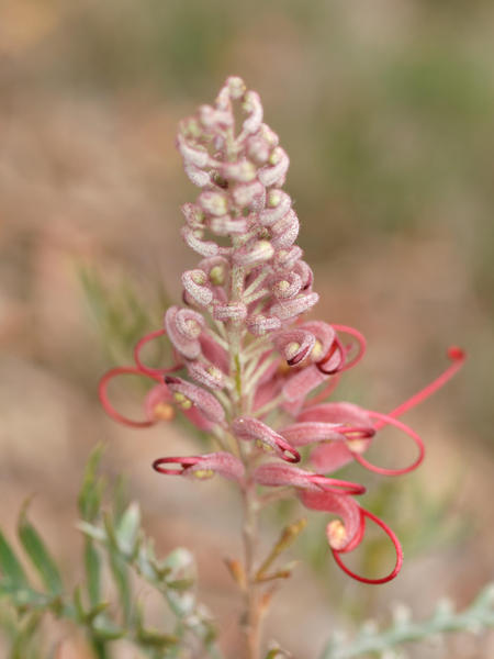 https://lemis.nyc3.digitaloceanspaces.com/grog/Photos/20120514/small/Grevillea-1.jpeg