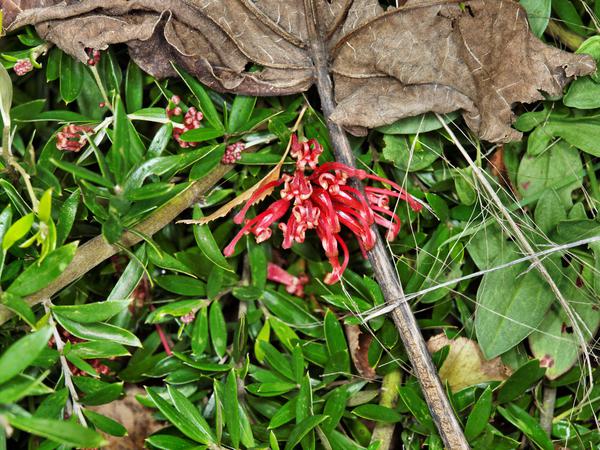 https://lemis.nyc3.digitaloceanspaces.com/grog/Photos/20120514/small/Grevillea-4.jpeg