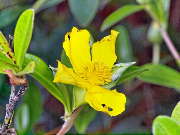 https://lemis.nyc3.digitaloceanspaces.com/grog/Photos/20120514/small/Hibbertia-scandens.jpeg