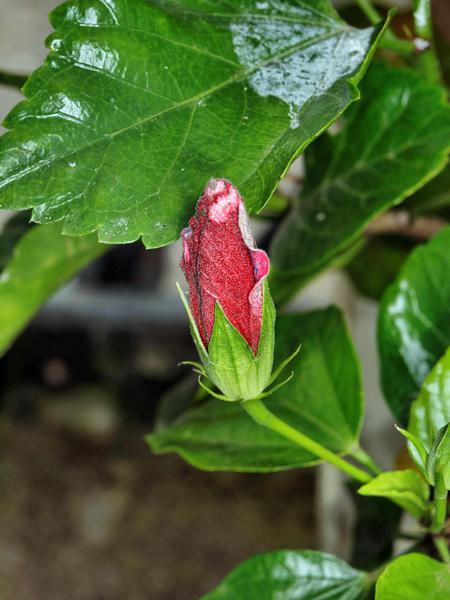 https://lemis.nyc3.digitaloceanspaces.com/grog/Photos/20120514/small/Hibiscus-rosa-sinensis.jpeg