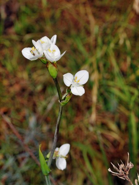 https://lemis.nyc3.digitaloceanspaces.com/grog/Photos/20120514/small/Libertia-grandiflora.jpeg