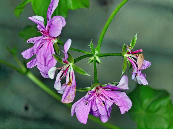 https://lemis.nyc3.digitaloceanspaces.com/grog/Photos/20120514/small/Pelargonium-1.jpeg