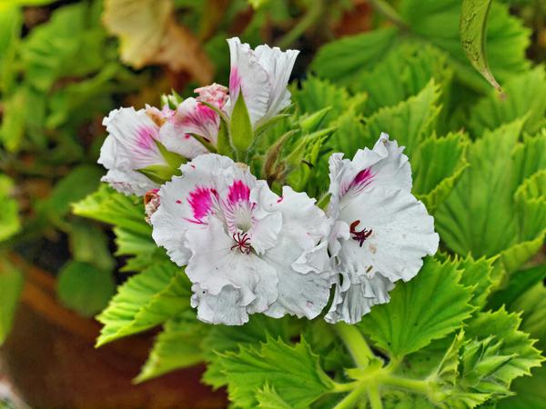 https://lemis.nyc3.digitaloceanspaces.com/grog/Photos/20120514/small/Pelargonium-rhodo.jpeg