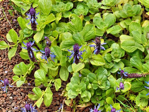 https://lemis.nyc3.digitaloceanspaces.com/grog/Photos/20120514/small/Plectranthus-caninus-1.jpeg