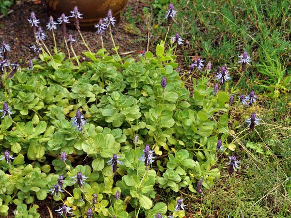 https://lemis.nyc3.digitaloceanspaces.com/grog/Photos/20120514/small/Plectranthus-caninus-2.jpeg