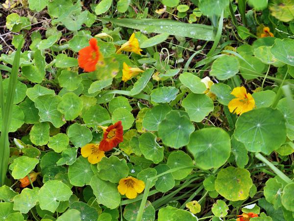 https://lemis.nyc3.digitaloceanspaces.com/grog/Photos/20120514/small/Tropaeolum-1.jpeg