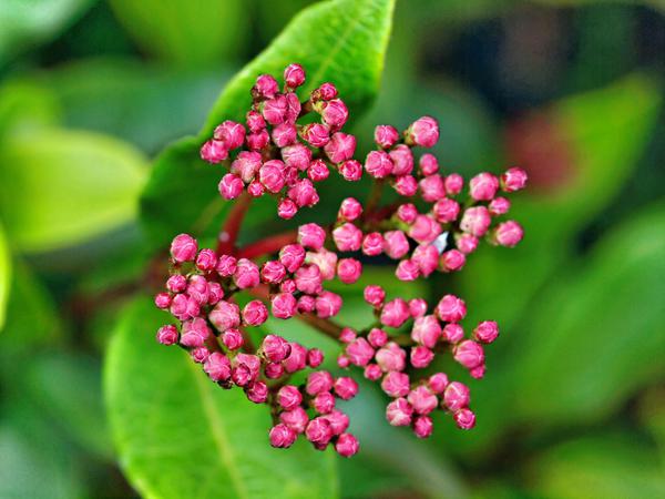 https://lemis.nyc3.digitaloceanspaces.com/grog/Photos/20120514/small/Viburnum-rhytidophylloides-2.jpeg