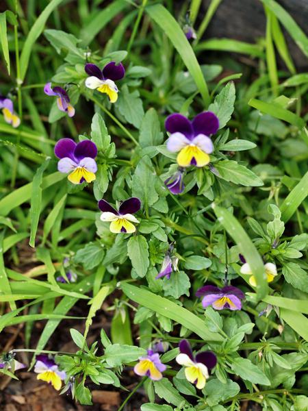 https://lemis.nyc3.digitaloceanspaces.com/grog/Photos/20120514/small/Viola-tricolor.jpeg