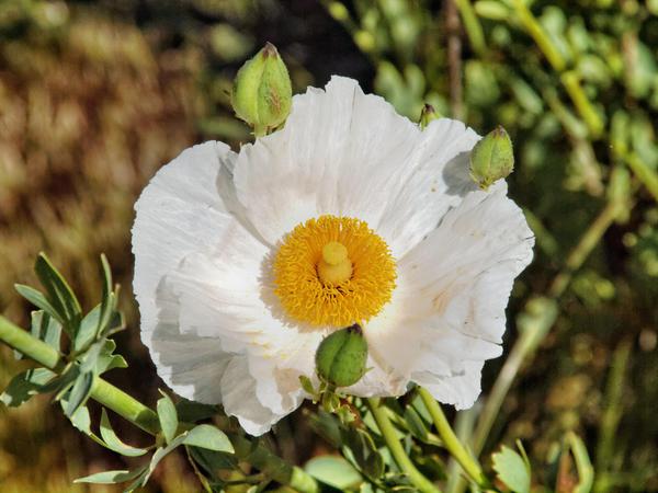 https://lemis.nyc3.digitaloceanspaces.com/grog/Photos/20121120/small/Romneya-coulteri.jpeg