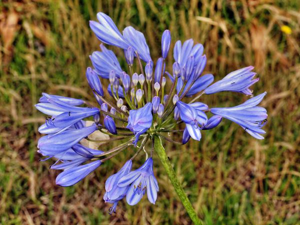 https://lemis.nyc3.digitaloceanspaces.com/grog/Photos/20121220/small/Agapanthus.jpeg