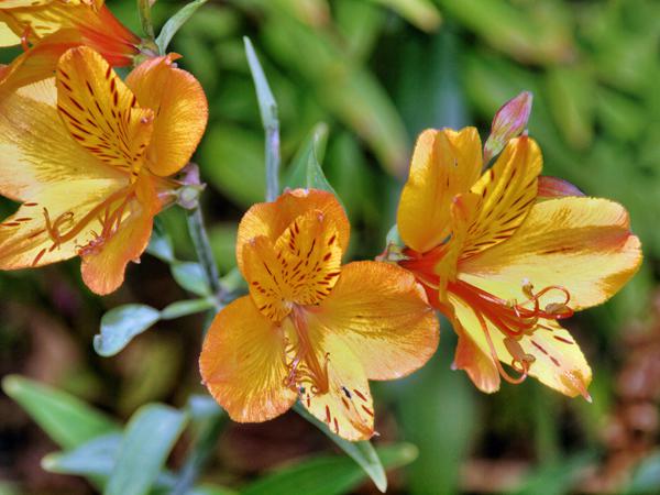 https://lemis.nyc3.digitaloceanspaces.com/grog/Photos/20121220/small/Alstroemeria-2.jpeg