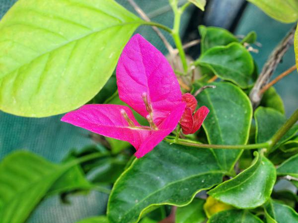 https://lemis.nyc3.digitaloceanspaces.com/grog/Photos/20121220/small/Bougainvillea.jpeg