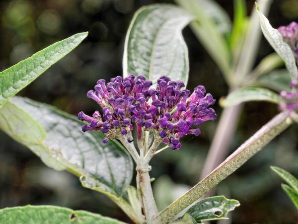 https://lemis.nyc3.digitaloceanspaces.com/grog/Photos/20121220/small/Buddleja-1.jpeg