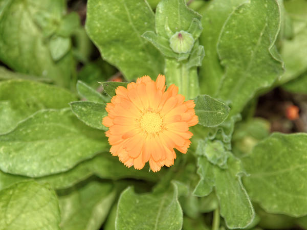 https://lemis.nyc3.digitaloceanspaces.com/grog/Photos/20121220/small/Calendula.jpeg