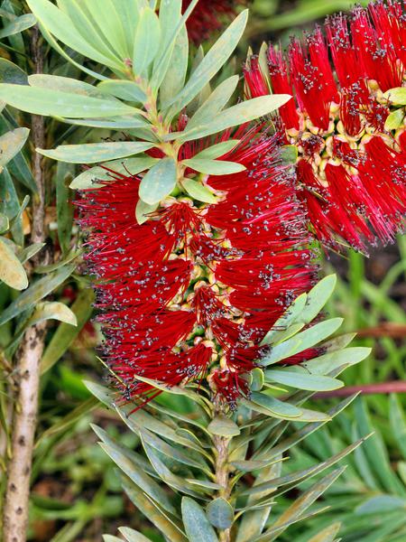 https://lemis.nyc3.digitaloceanspaces.com/grog/Photos/20121220/small/Callistemon-3.jpeg