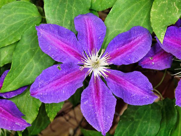 https://lemis.nyc3.digitaloceanspaces.com/grog/Photos/20121220/small/Clematis-Vagabond-1.jpeg