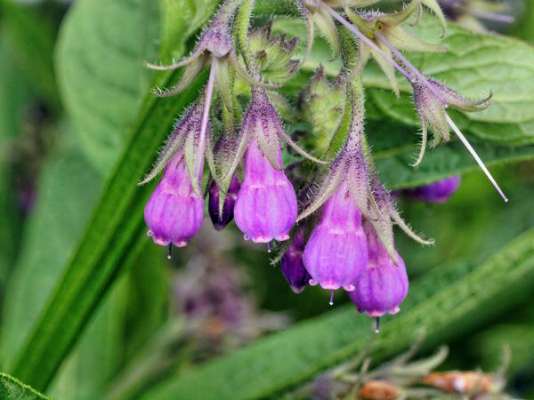 https://lemis.nyc3.digitaloceanspaces.com/grog/Photos/20121220/small/Comfrey.jpeg