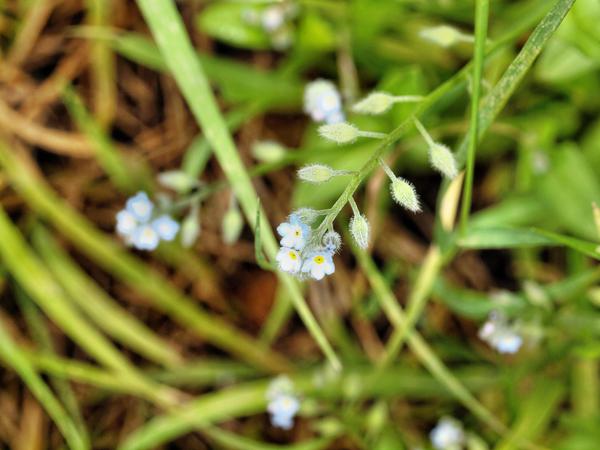 https://lemis.nyc3.digitaloceanspaces.com/grog/Photos/20121220/small/Forget-me-not.jpeg