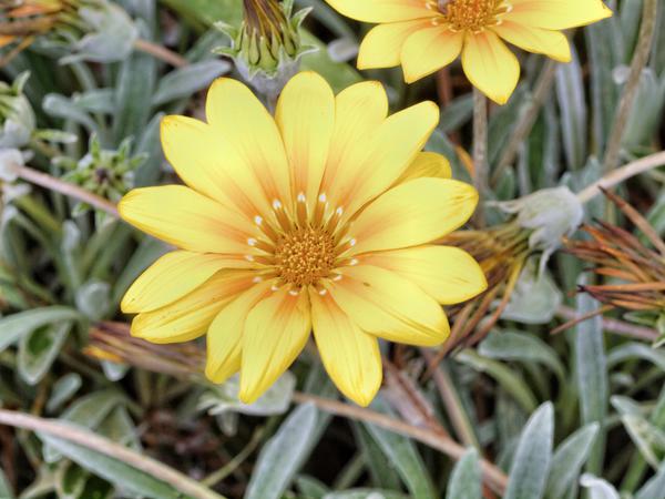 https://lemis.nyc3.digitaloceanspaces.com/grog/Photos/20121220/small/Gazania.jpeg