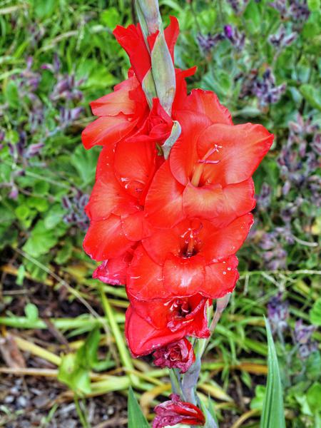 https://lemis.nyc3.digitaloceanspaces.com/grog/Photos/20121220/small/Gladiolus-1.jpeg