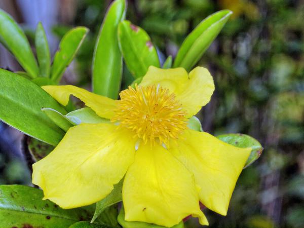 https://lemis.nyc3.digitaloceanspaces.com/grog/Photos/20121220/small/Hibbertia-scandens-2.jpeg