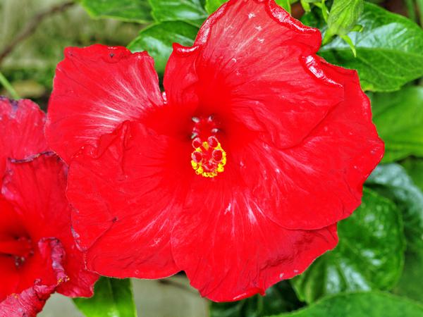https://lemis.nyc3.digitaloceanspaces.com/grog/Photos/20121220/small/Hibiscus-1.jpeg