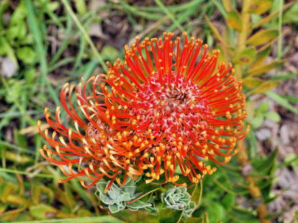 https://lemis.nyc3.digitaloceanspaces.com/grog/Photos/20121220/small/Leucospermum-1.jpeg