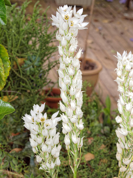 https://lemis.nyc3.digitaloceanspaces.com/grog/Photos/20121220/small/Ornithogalum-1.jpeg