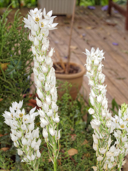 https://lemis.nyc3.digitaloceanspaces.com/grog/Photos/20121220/small/Ornithogalum-2.jpeg