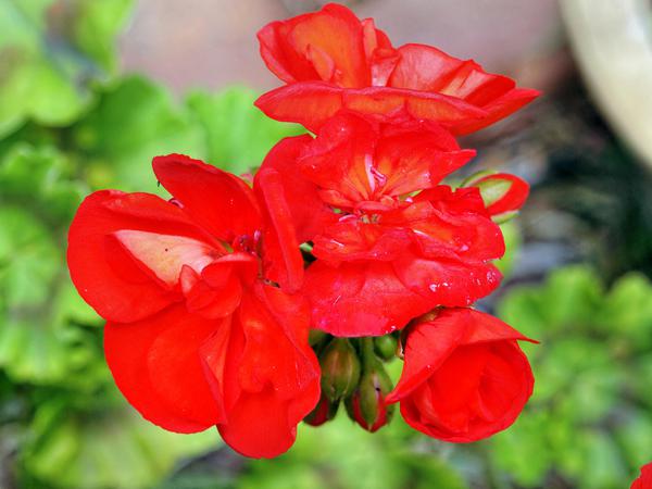 https://lemis.nyc3.digitaloceanspaces.com/grog/Photos/20121220/small/Pelargonium-1.jpeg