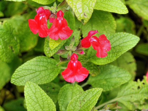 https://lemis.nyc3.digitaloceanspaces.com/grog/Photos/20121220/small/Salvia-microphylla.jpeg