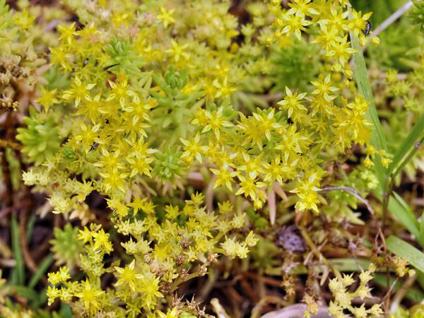 https://lemis.nyc3.digitaloceanspaces.com/grog/Photos/20121220/small/Sedum-gold-mound-1.jpeg