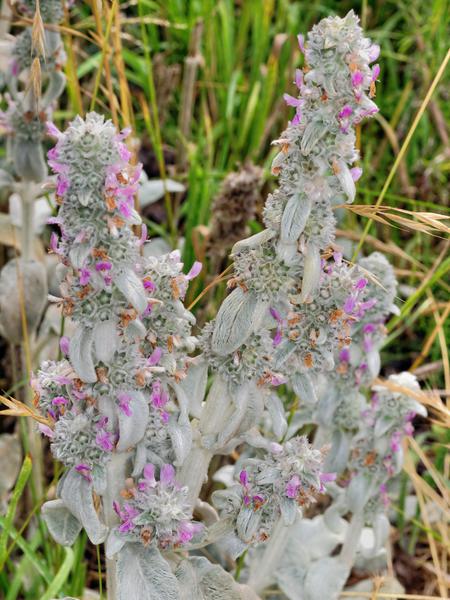 https://lemis.nyc3.digitaloceanspaces.com/grog/Photos/20121220/small/Stachys-byzantina.jpeg