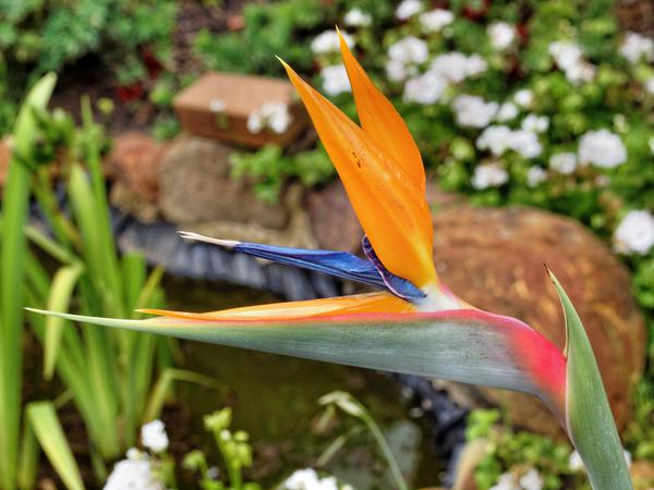 https://lemis.nyc3.digitaloceanspaces.com/grog/Photos/20121220/small/Strelitzia-reginae-1.jpeg