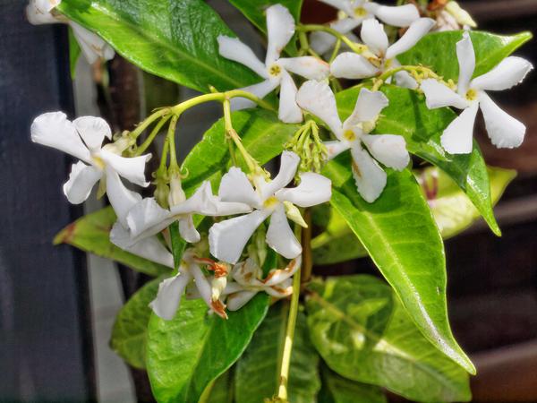 https://lemis.nyc3.digitaloceanspaces.com/grog/Photos/20121220/small/Trachelospermum-jasminoides.jpeg