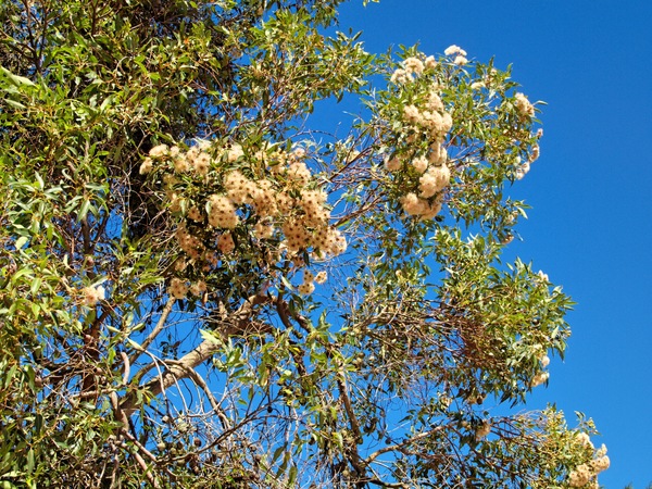 https://lemis.nyc3.digitaloceanspaces.com/grog/Photos/20130305/small/Eucalypt-flower-2.jpeg