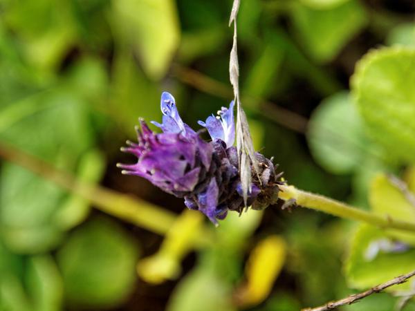 https://lemis.nyc3.digitaloceanspaces.com/grog/Photos/20130719/small/Epilobum-canum.jpeg