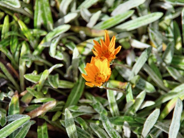 https://lemis.nyc3.digitaloceanspaces.com/grog/Photos/20130719/small/Gazania-1.jpeg