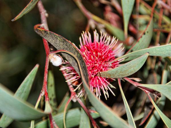 https://lemis.nyc3.digitaloceanspaces.com/grog/Photos/20130719/small/Hakea.jpeg